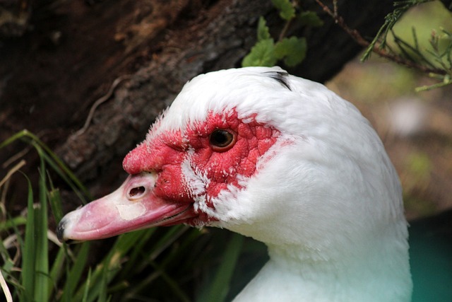 富的老将的 富的老将的