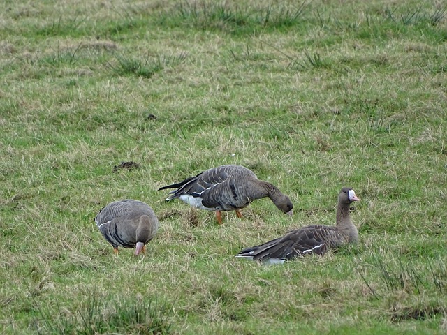 他的进攻效 他的进攻效